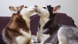 [Động vật]Để hai chú chó Husky hâm nóng tình bạn bằng cách liếm nhau
