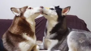 [Animals]Lead two Huskies to enhance friendship by licking each other