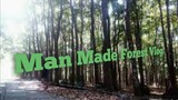 Man made forest vlog