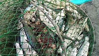 wow ANG DAMING BANGUS SA MANILA BAY