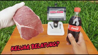 ZOOM 1000X: Daging Direndam Coca-cola Lalu Dizoom.. Apakah terlihat  belatung? #experiment