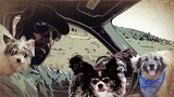 The Road Dog (2023) TRAILER . Full movie in the description