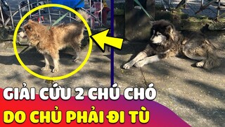 Giải cứu 2 chú chó Alaska 'BỊ VỨT BỎ' ở Huế do chủ phải 'ĐI TÙ' 🥰 Gâu Đần