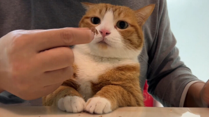 Cute Cat Waiting Patiently To Be Fed