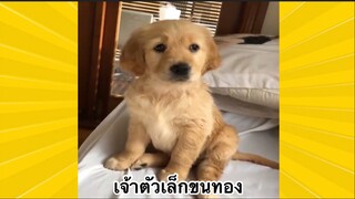 สัตว์เลี้ยงเพื่อนขนปุย : เจ้าตัวเล็กขนทอง