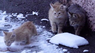 Hungry kittens are afraid of snowfall