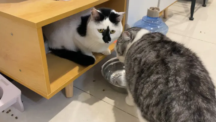 Cat|The Way Cat Drinking Water