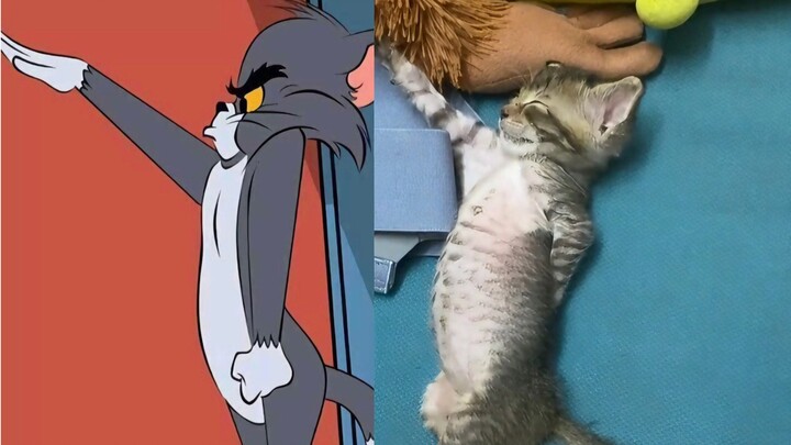 Tom và Jerry sẽ không lừa dối tôi! ! !