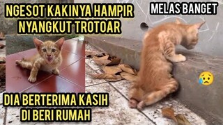 Mengharukan Nasib Anak Kucing Merangkak Di Pinggir Jalan Endingnya Bahagia Saat Dapat Tempat Tinggal