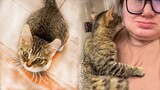 Oscar, 6 Months Cat Only Weighs As Kitten At 12 Weeks Old Sneaks Into Woman's Garden, Cry For Help