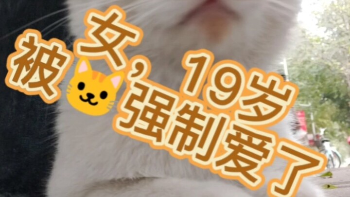 女，19岁，被校猫强制爱了