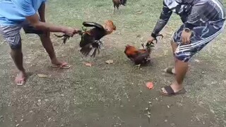 Pag bisita sa manukan ng tiyuhan #