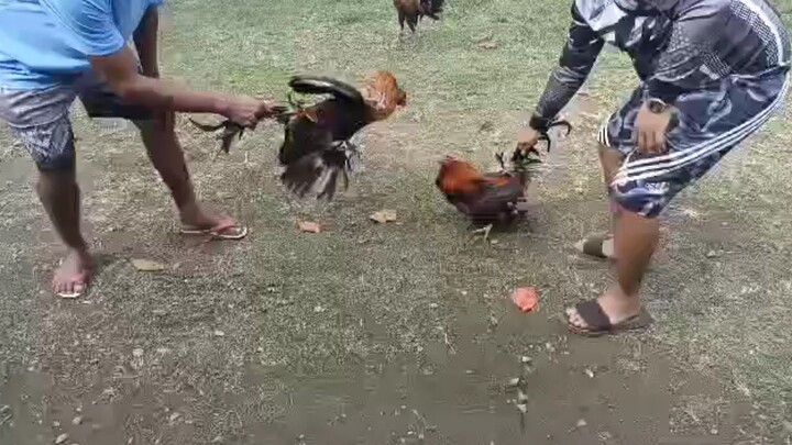 Pag bisita sa manukan ng tiyuhan #