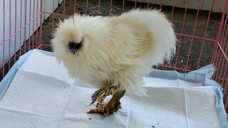 These chickens were rescued from cruel abandonment - Save Animal Life