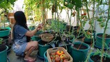 ceens haven tomato farm and jam.