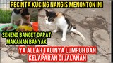 Masya Allah Kucing Lumpuh Lapar Mencari Makan Di Jalanan Endingnya Bikin Mangis Pecinta Kucing..!