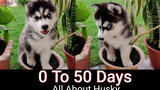 การเดินทาง 50 วันของลูกสุนัขไซบีเรียนฮัสกี้ ข้อเท็จจริงเกี่ยวกับไซบีเรียนฮัสกี้