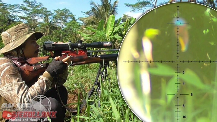 Ayam hutan,Terlalu Dekat Bikin Tremor