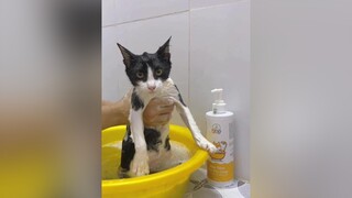 Tắm xong ta nói nó thơmm mèo cat vitaminmèo julyhouse