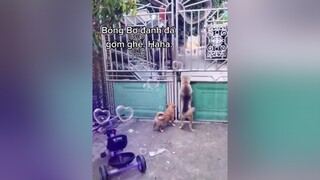 Ghê gớm ghê gớm...cunyeucuadua yeucho yeuchomeo cún cúncon chó chómèo chócon chókhôn yeuchomeo chócute pet dog dogsoftiktok