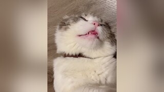 Thật ra nhìn bụng là biết thui nhưng mình thích phá giấc ngủ vậy thôi à hihi cat catsoftiktok cutecat KhoanhKhacDatGia