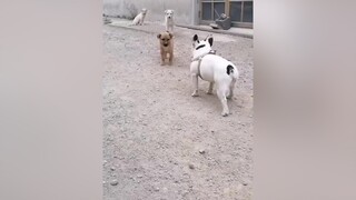 Mày chơi tao, tao gọi hội đánh mày 😂😂😂 tiktok foryou chó_cưng dogs chócon funnydogs