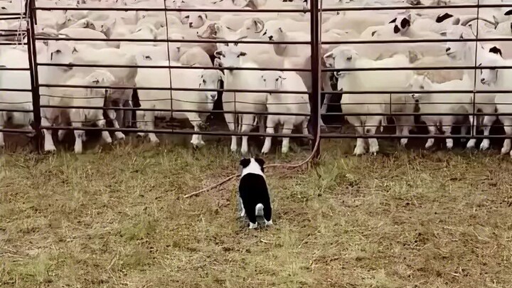 Mengingat momen ketika anjing gembala mengejar domba, padang rumput adalah rumahnya!