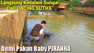 Demi PIRANHA - Masuk Sungai Cari Cacing Sutra