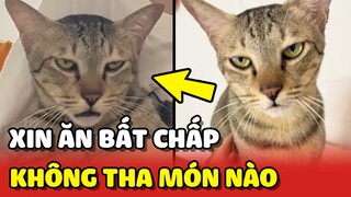 Thanh niên mèo Pate và niềm đam mê XIN ĂN bất chấp 😂 | Yêu Lu