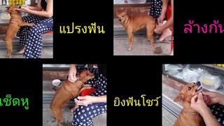 "ลลิตา" หมาแสนรู้ (ดูจนจบนะคะ) / JANG variety My pets ลลิตา