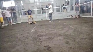 2nd Fight Win💪 Hack Fight @TabacoCockpitArena March 08, 2025