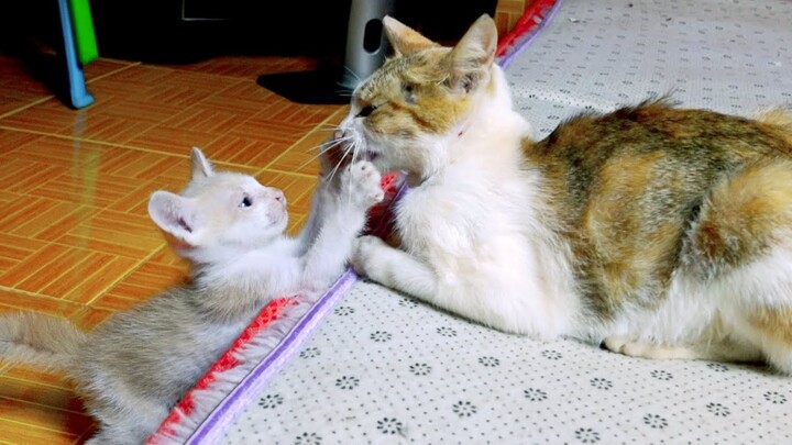 Kitten interacts with mother cat when she look sadly