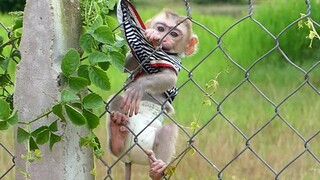 Cute Baby Monkey Maki Scream for mom to help When Stuck T-Shirt on the fence while playing