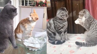 Cat Reaction to Funny Cat - Funny Couple Cat Reaction Compilation