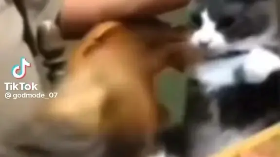 Dog going ultra instinct