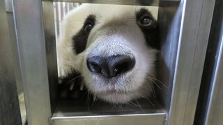 [Panda] Panda berusia 26 tahun, penampilannya saat kelas olahraga