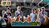 ทำความสะอาดเล้าไก่? Preparing the House for 1500 Hens [ SIRINFARM CHANNEL ] EP.13