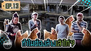 ทำความสะอาดเล้าไก่? Preparing the House for 1500 Hens [ SIRINFARM CHANNEL ] EP.13