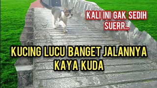 Kucing Ini Jalanya Kaya Kuda Lucu Banget Kucing Disabilitas Yang Di Adopsi  Cats Lovers Tv..!