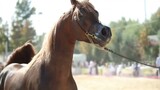 Avator , the beautiful arabian stallion in Iran.