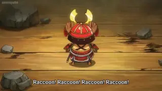 Raccoon-san
