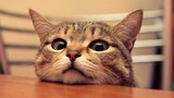 รวบรวมวิดีโอน้องแมวน่ารักและตลก - แมวน้อย 2020 #1