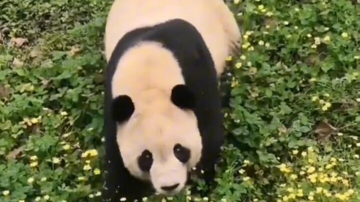 Mei Xiang và gia đình lần đầu tiên xuất hiện sau khi trở về nhà, cho thấy họ vẫn trong tình trạng tố