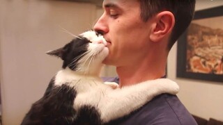 Cat Is Always Being A Adorable Pet - Cute Cat Show Love To Owner