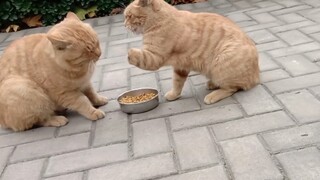 [สัตว์]หลังจากฝึกฝนมานาน ในที่สุดก็ได้แมวจรพิการสองตัวนี้มาเป็นลูก