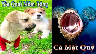 Thú Cưng TV | Dương KC Pets | Bông ham ăn Bí Ngô Cute #46 | chó vui nhộn | funny cute smart dog pets