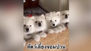 เพื่อนตัวน้อย สัตว์เลี้ยงแสนซน : สัตว์เลี้ยงจอมป่วน
