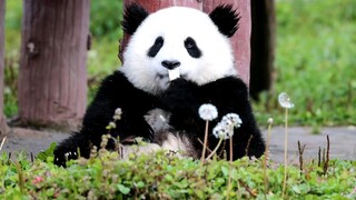 This cute panda is actually a male?