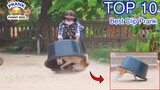 TOP 10 Best Clip Prank ! Huge Plastic Box vs Prank Sleep Dog, Top Funny Video prank on Dog