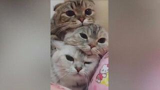 Heart-Melting Cats Video | How Many Layers Can Cats Pile Up?